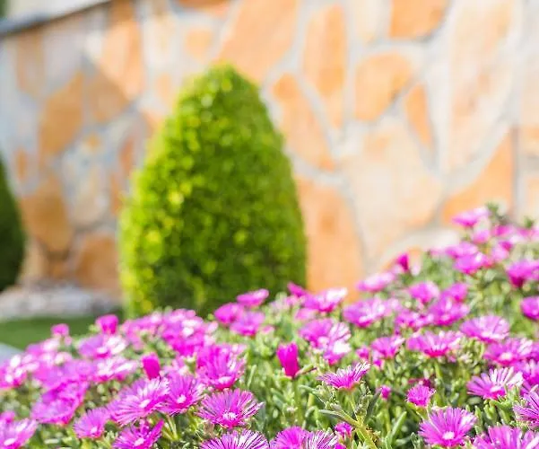 Carpe Diem * ツリクヴェニツァ